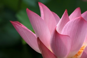 灘音話芙蕖