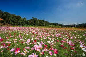 桃園 蘆竹 山林波斯菊