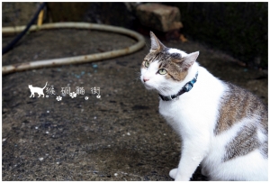 [瑞芳]有貓相隨，猴硐最美(向右走)
