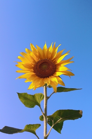 向陽天
