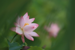 荷 容
