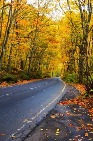 日本賞楓勝地 - 秋戀奧入瀨