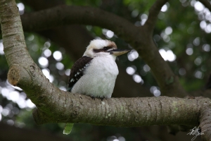笑翠鳥 - Kookaburra