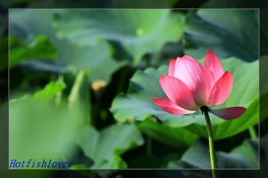 20110604 新竹科學園區靜心湖賞荷趣