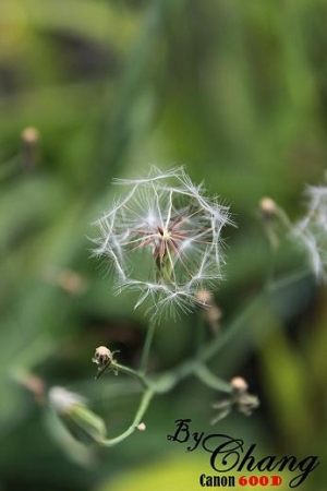 "一張流"輕飄飄