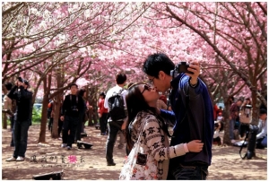 [和平]武陵櫻姿漫漫‧粉色の幸福奇蹟