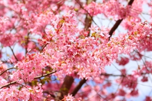 2012 粉櫻染紅武陵