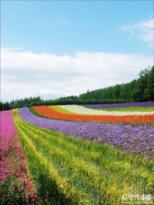 ★★ 夏北海道 【季節美景‧精選分享】II★★