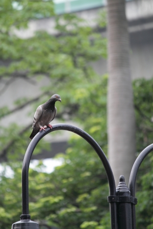 和平的象徵 怎說?