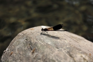 小烏來風景區隨手拍