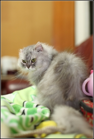 我把貓的毛剃光了...哈