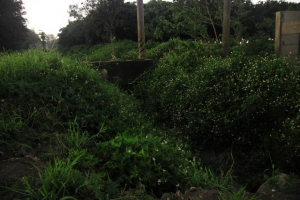 甘蔗園隻營火蟲兩三隻