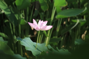 1000617荷花仙子