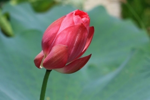 荷花的故鄉--白河荷花遊記
