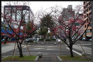 城市裡的櫻花...