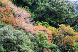 合歡山108K-楓葉谷
