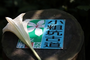 心蓉-小粗坑古道賞桐