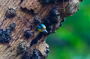 五色鳥生態記錄-交班的叮嚀
