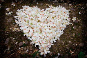 遇見五月雪~油桐花之戀