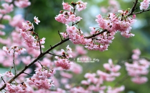 +櫻花物語+Vicky