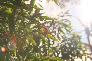 爆肝中部二日遊-合歡山雲 夕(重新編排)