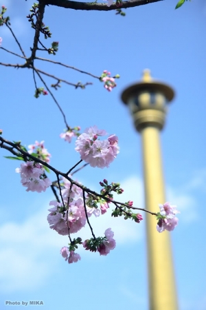 天元宮吉野櫻(去年的)