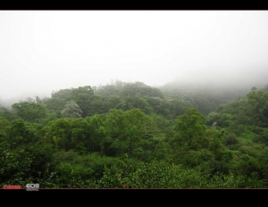 2010.05.09 桃園小粗坑賞桐花