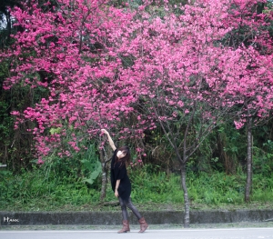 櫻～＊ 盛開囉!