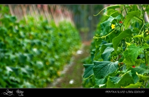 一個人國境之南的旅行。Country Road