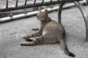 550D猴桐貓咪