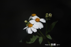 花花世界隨性亂拍~台中綠園道