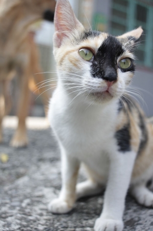 侯硐老鏡拍貓之旅