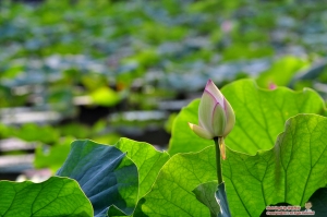 [NIKON D90 +TOKINA 12~24 & NIKON 80~200小黑二]植物園巡禮