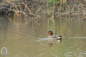 茄萣溼地首拍--小水鴨