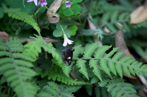 烏來紅河谷越嶺古道 生態篇