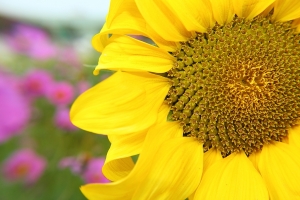 "近攝鏡 "初拍 by 攝工