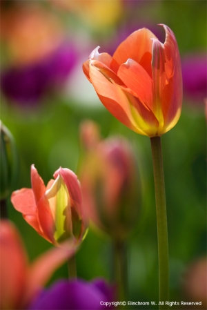 Just Tulip