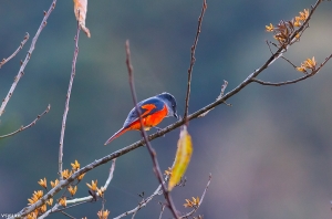 大雪山的鳥-灰喉山椒