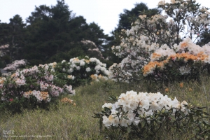 合歡石門山《玉山杜鵑後花園》