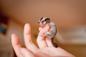 蜜袋鼯Sugar Glider