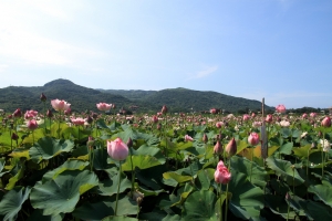 金山 荷花
