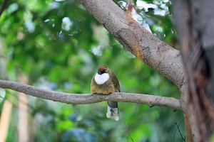 悠闲自在的小鸟们