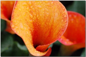 花草
