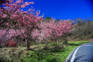 武陵櫻花花海行 (5D+R19)