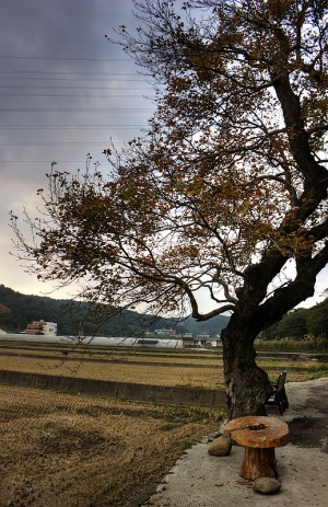 龜山楓樹村 花田