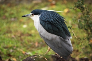 打鳥初體驗(大安森林公園)