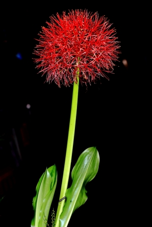 阮有一粒電火球！[密佛格]