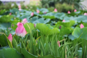 家裡附近隨意拍拍