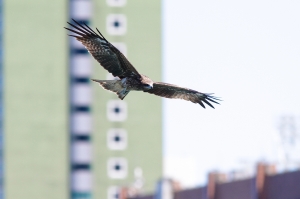 空中霸主 - 基隆港黑鳶第二發