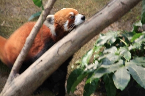 新手試拍~海洋公園小熊貓篇